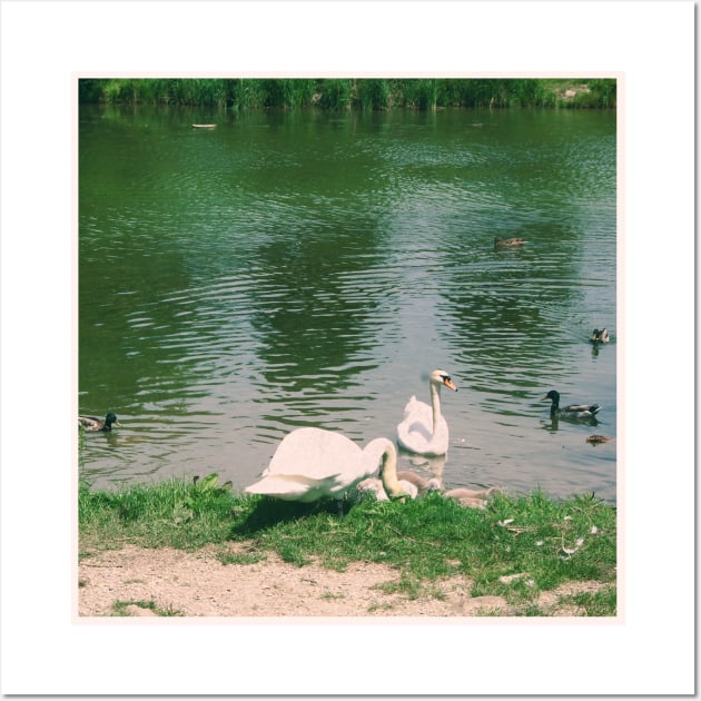 Beautiful Vintage Photography of Swans in Vienna Austria Europe Streets of Vienna Discover new places Travel the world Wall Art by BoogieCreates